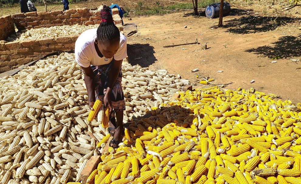 A Harvest That Keeps Zambia’s Children Learning